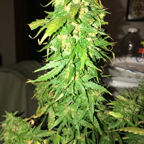 Amnesia Haze Auto growlog timeline photo
