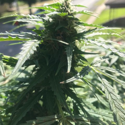 Amnesia Haze Auto growlog timeline photo