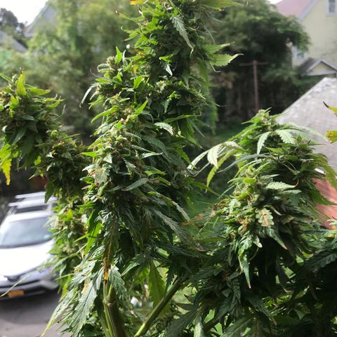 Amnesia Haze Auto growlog timeline photo