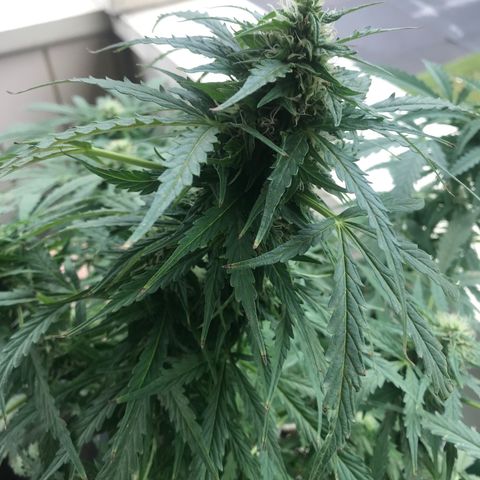 Amnesia Haze Auto growlog timeline photo
