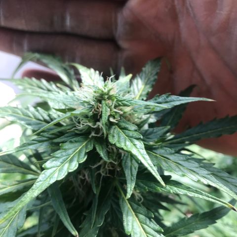 Amnesia Haze Auto growlog timeline photo