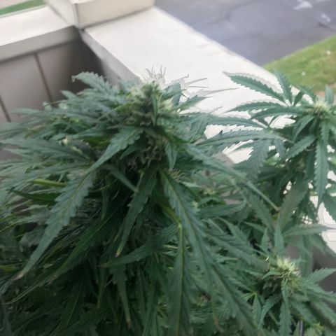 Amnesia Haze Auto growlog timeline photo