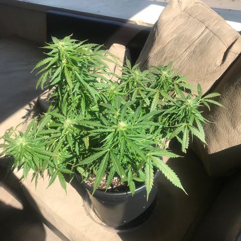 Amnesia Haze Auto growlog timeline photo
