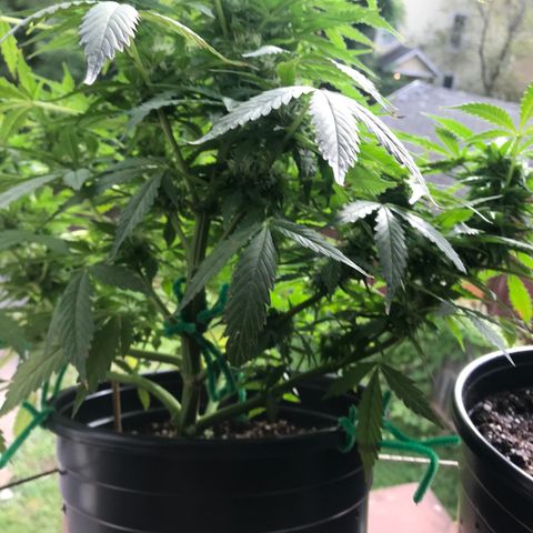 Amnesia Haze Auto growlog timeline photo