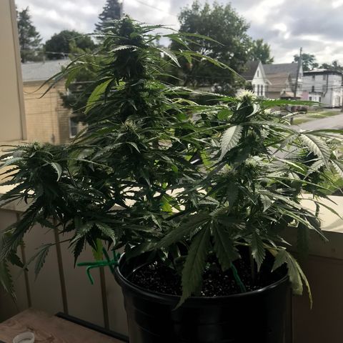 Amnesia Haze Auto growlog timeline photo