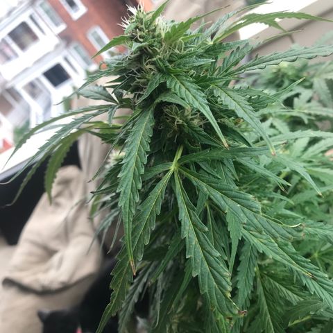 Amnesia Haze Auto growlog timeline photo