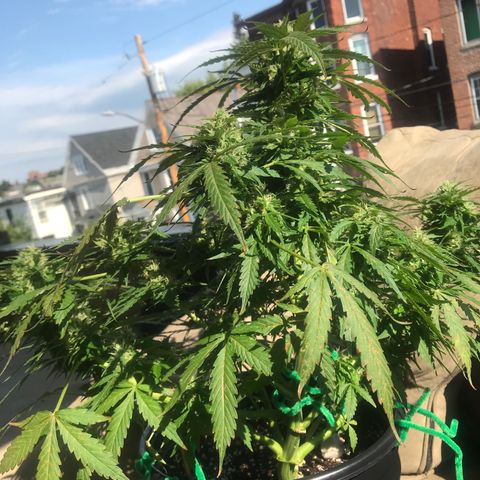 Amnesia Haze Auto growlog timeline photo