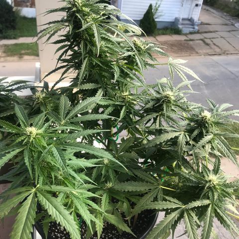 Amnesia Haze Auto growlog timeline photo