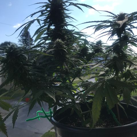 Amnesia Haze Auto growlog timeline photo