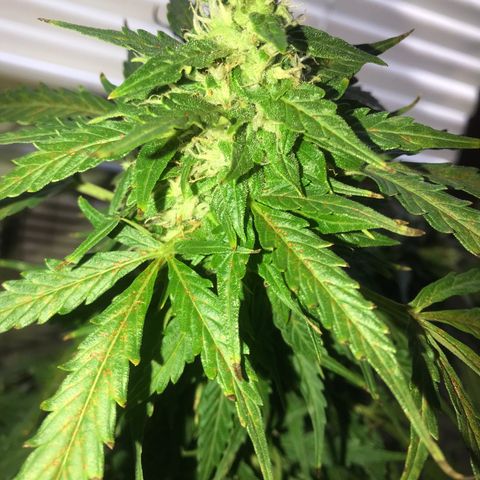 Amnesia Haze Auto growlog timeline photo