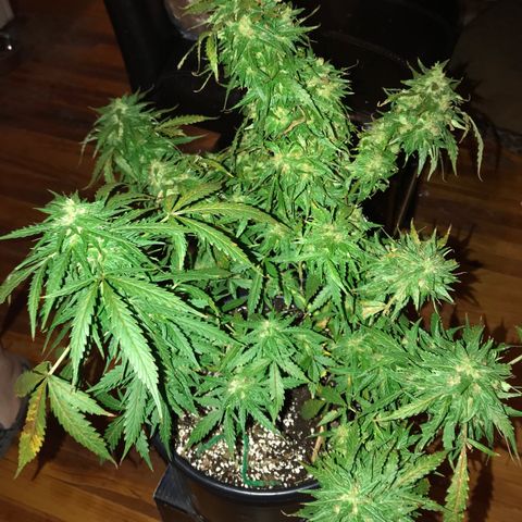 Amnesia Haze Auto growlog timeline photo