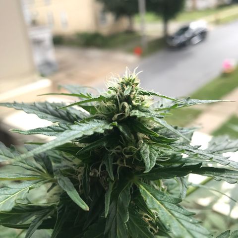 Amnesia Haze Auto growlog timeline photo