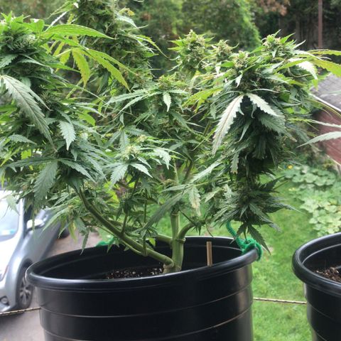Amnesia Haze Auto growlog timeline photo