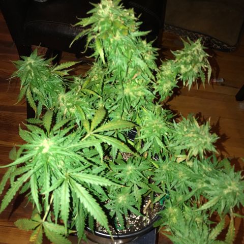 Amnesia Haze Auto growlog timeline photo