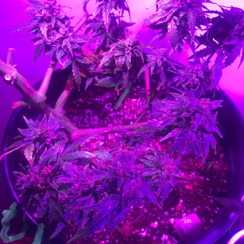 Amnesia Haze Auto growlog timeline photo