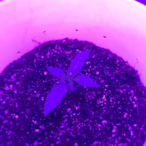 Auto Power Plant growlog timeline photo