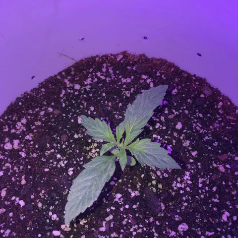 Auto Power Plant growlog timeline photo