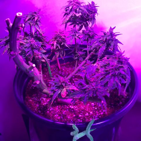 Amnesia Haze Auto growlog timeline photo