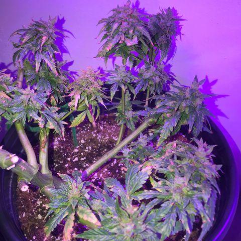 Amnesia Haze Auto growlog timeline photo