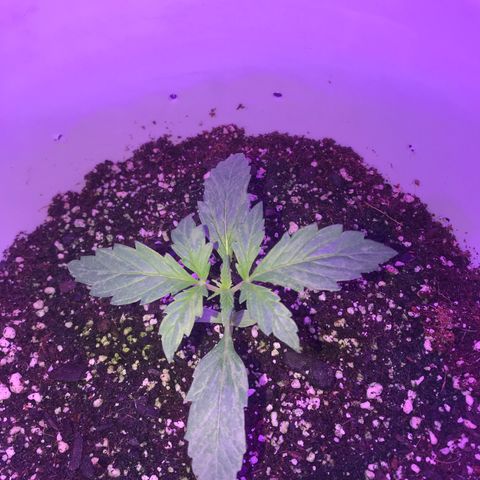 Auto Power Plant growlog timeline photo