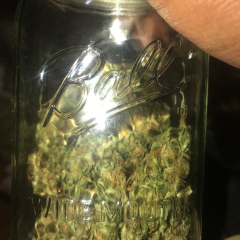 Amnesia Haze Auto growlog timeline photo