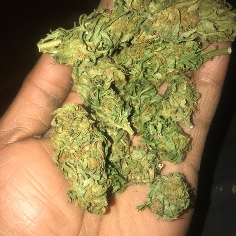 Amnesia Haze Auto growlog timeline photo