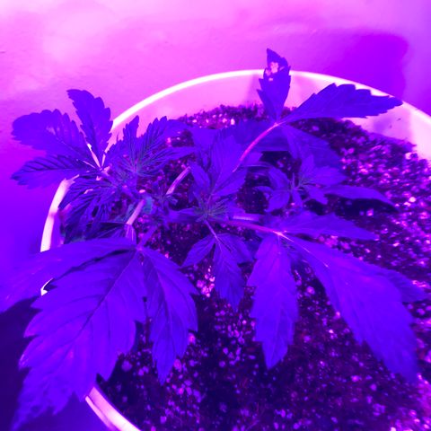Auto Power Plant growlog timeline photo