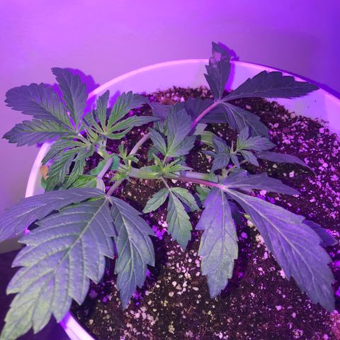 Auto Power Plant growlog timeline photo