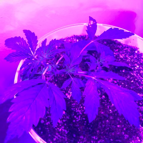 Auto Power Plant growlog timeline photo