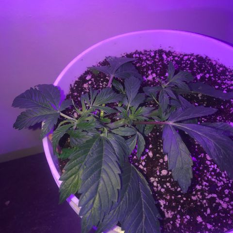Auto Power Plant growlog timeline photo