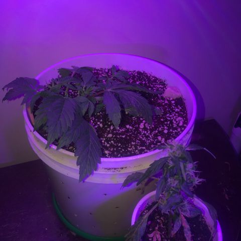Auto Power Plant growlog timeline photo
