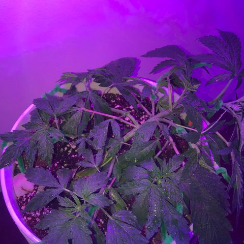 Auto Power Plant growlog timeline photo