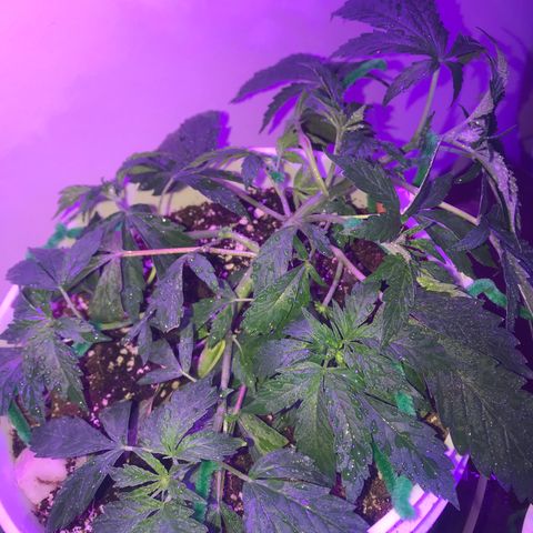 Auto Power Plant growlog timeline photo