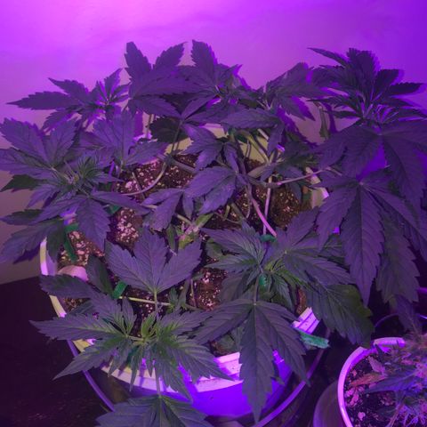 Auto Power Plant growlog timeline photo