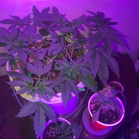 Auto Power Plant growlog timeline photo