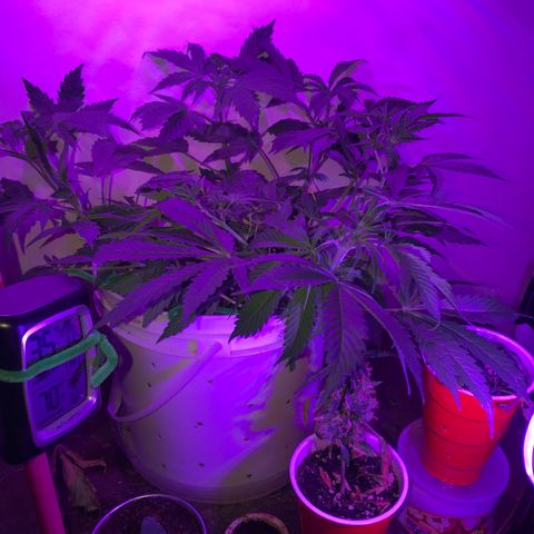 Auto Power Plant growlog timeline photo