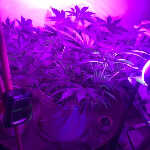 Auto Power Plant growlog timeline photo
