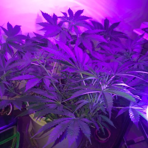 Auto Power Plant growlog timeline photo