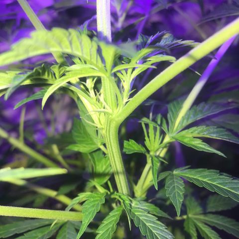Auto Power Plant growlog timeline photo