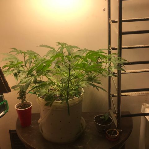 Auto Power Plant growlog timeline photo