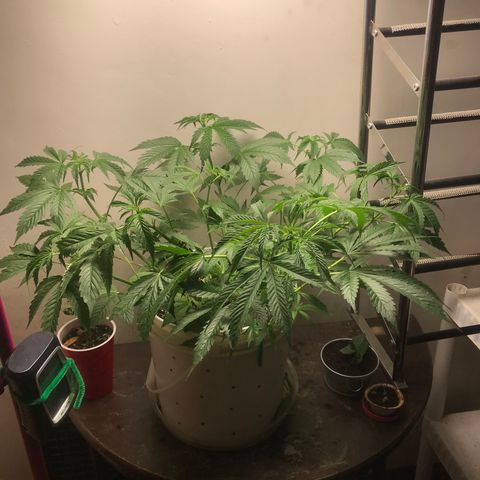 Auto Power Plant growlog timeline photo