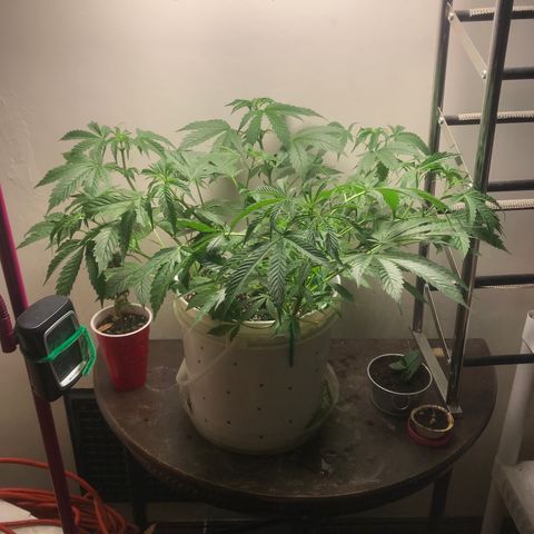 Auto Power Plant growlog timeline photo