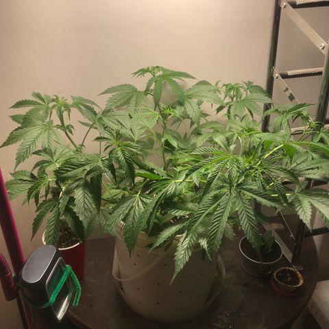 Auto Power Plant growlog timeline photo
