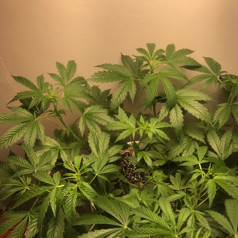 Auto Power Plant growlog timeline photo
