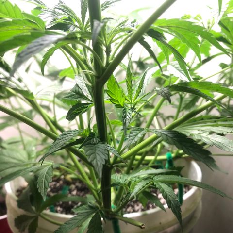 Auto Power Plant growlog timeline photo