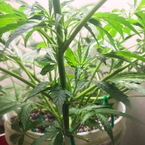 Auto Power Plant growlog timeline photo