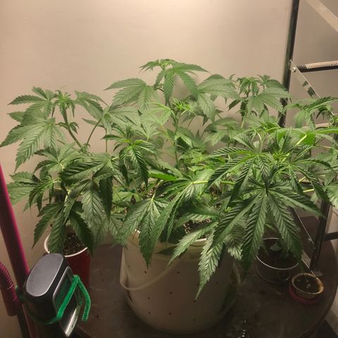 Auto Power Plant growlog timeline photo