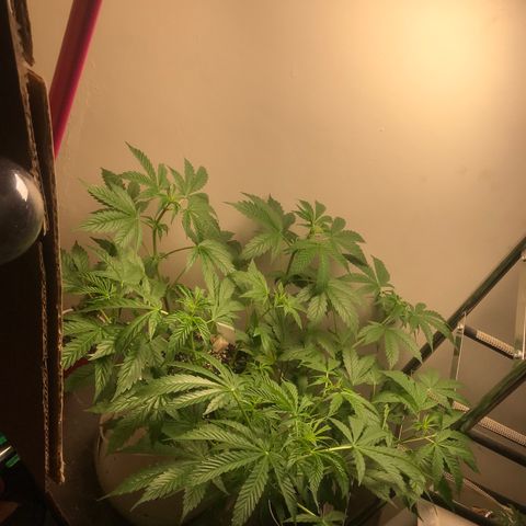 Auto Power Plant growlog timeline photo