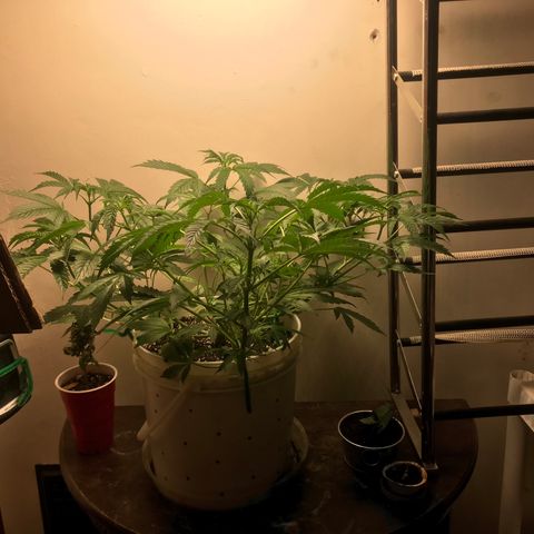 Auto Power Plant growlog timeline photo