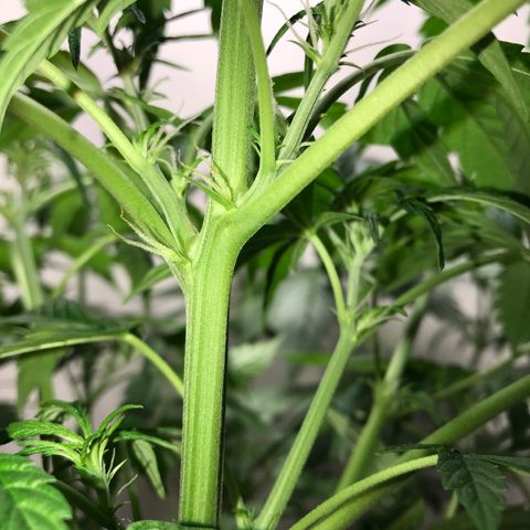 Auto Power Plant growlog timeline photo